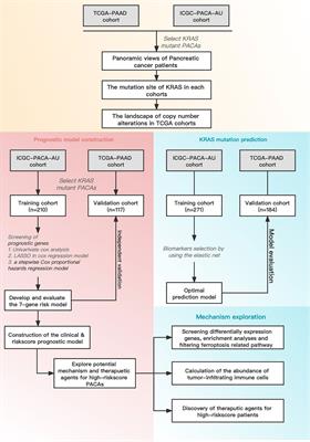 Exploring KRAS-mutant pancreatic ductal adenocarcinoma: a model validation study